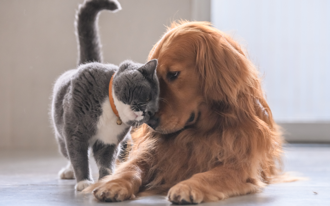 Deworming and Keeping Your Pet Healthy