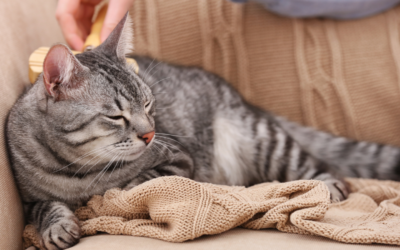 Heartworm Awareness Month: What Happens After a Positive Test