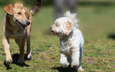 Summer Safety Tips for Pets in Novato, CA