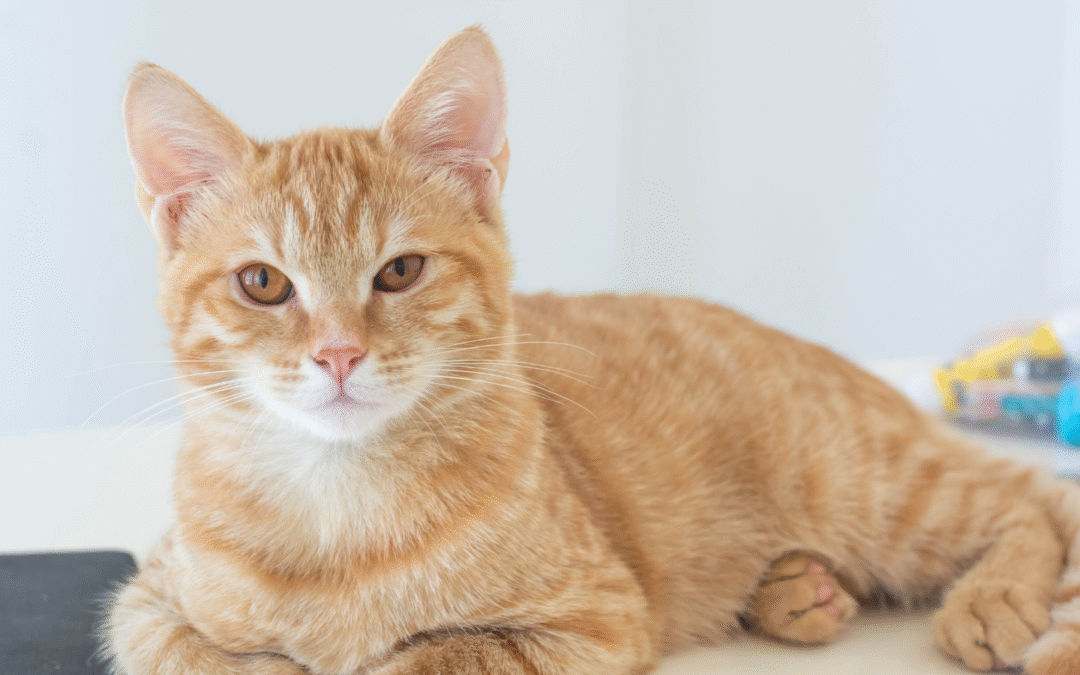 Should You Be Giving Your Pet Treats?