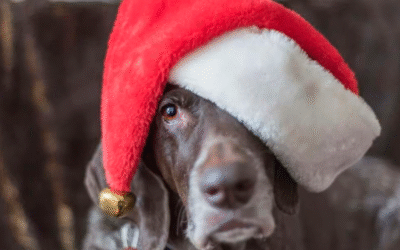 Pet‑Safe Winter Holiday Décor Tips For Pet Owners in Novato