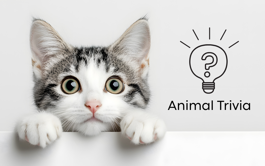 Vet Near Me Quiz – Are You Smarter Than a 5th Grader? Pet Edition | Center Veterinary Clinic