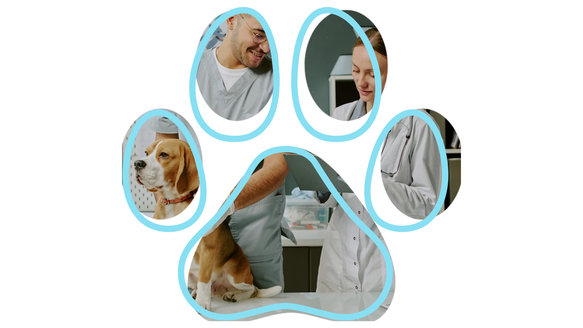 vet near me Center Veterinary Clinic Novato CA cat veterinary visit