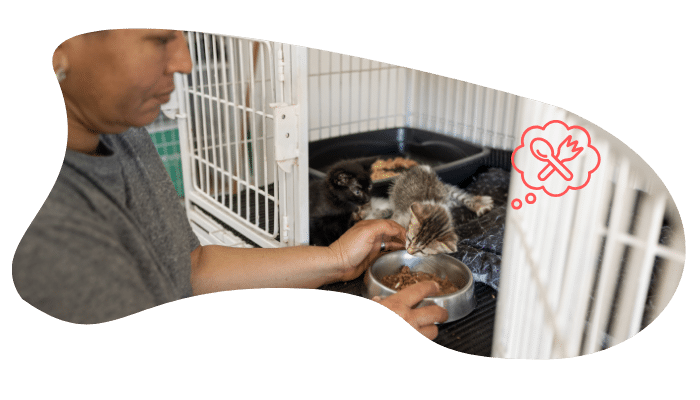 Shelter pet wellness exam at Center Veterinary Clinic in Novato CA