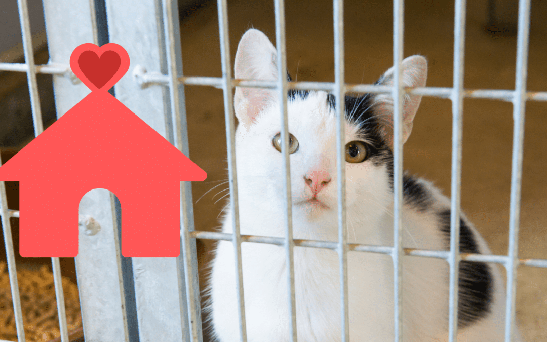What to Think About When Adopting a Shelter Pet in Novato, CA