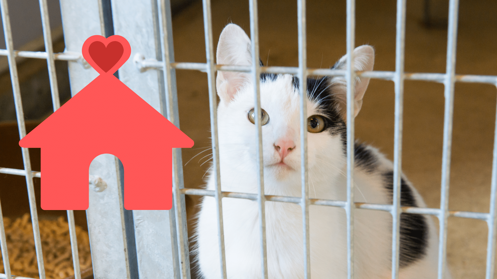 Adopting a shelter pet in Novato with guidance from Center Veterinary Clinic