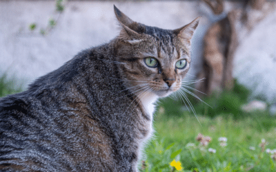 How Often Do Cats Go Into Heat?