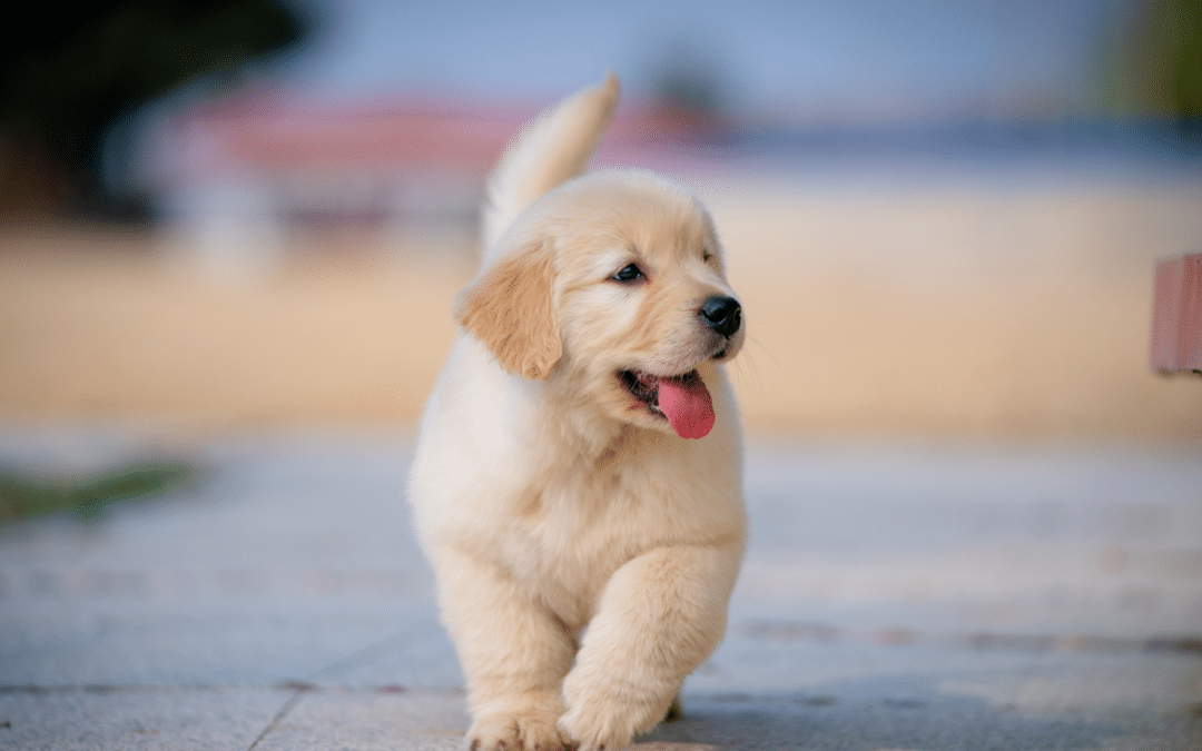 How Often Do Dogs Go Into Heat?