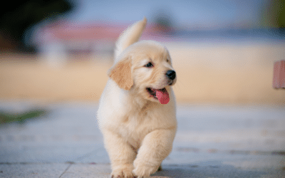 How Often Do Dogs Go Into Heat?