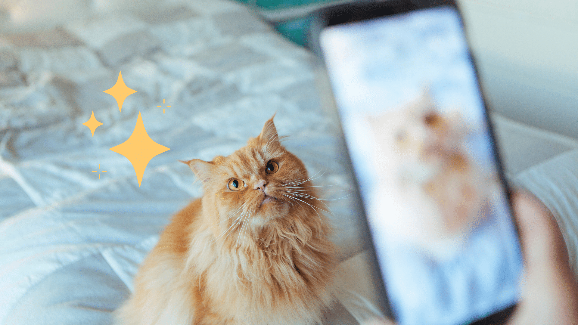 Orange Cat Photo Session An orange cat sitting on a bed while the owner takes a picture in Novato, CA