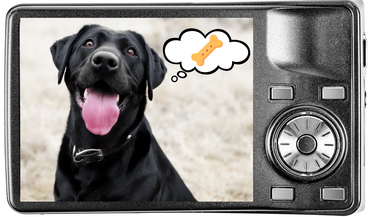A dog image on a camera thinking of treats